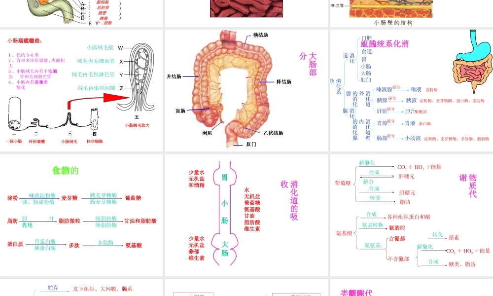 安徽省滁州二中七年级生物下册《消化作用》课件 苏教版