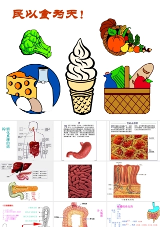 安徽省滁州二中七年级生物下册《消化作用》课件 苏教版