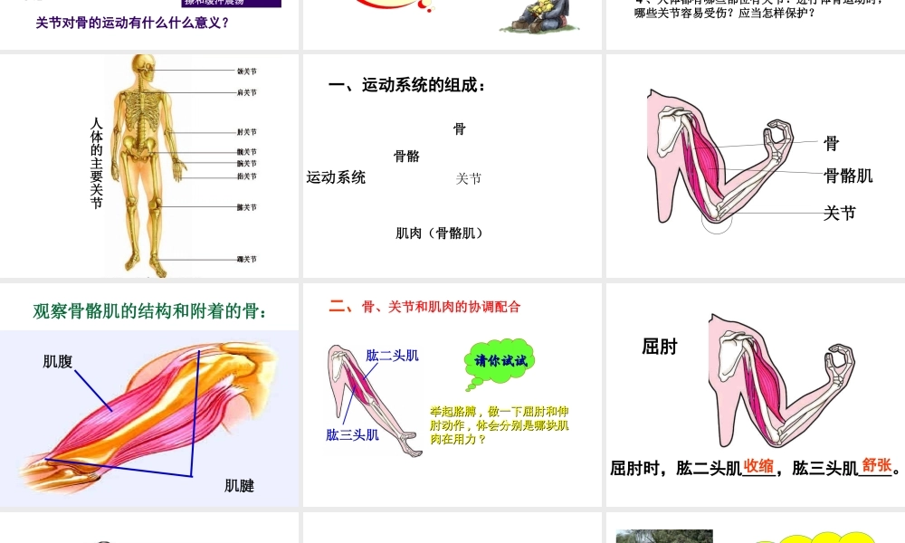 安徽省安庆市桐城吕亭初级中学八年级生物上册 第二章 第一节 动物的运动课件 新人教版