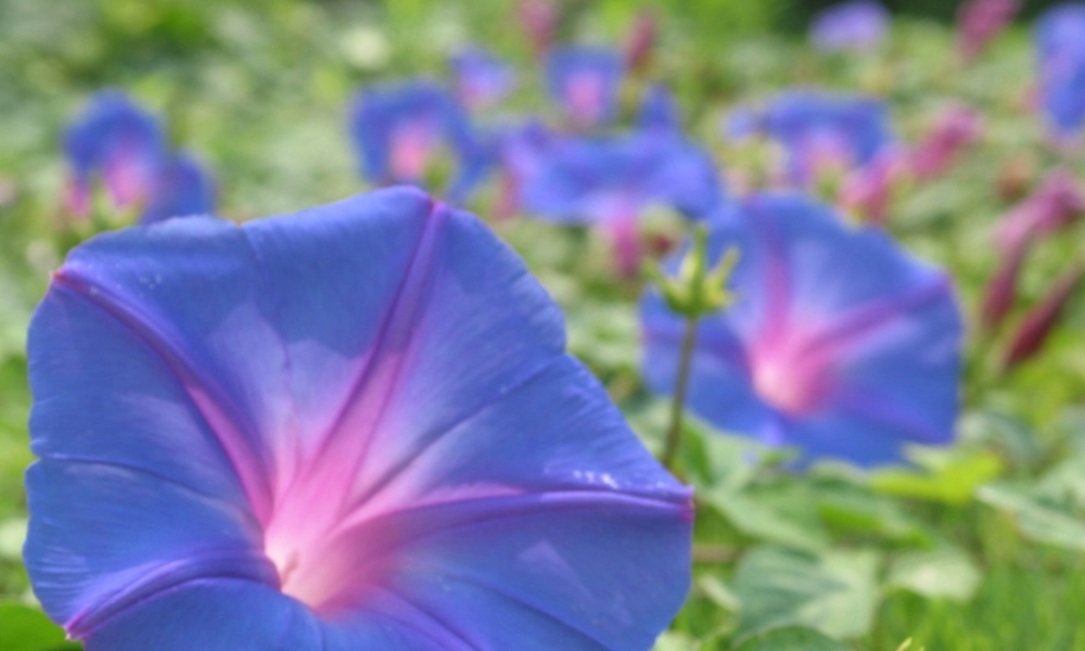 安徽省淮北市人民路九年级化学下册 10 酸和碱教学课件 （新版）新人教版-（新版）新人教版初中九年级下册化学课件