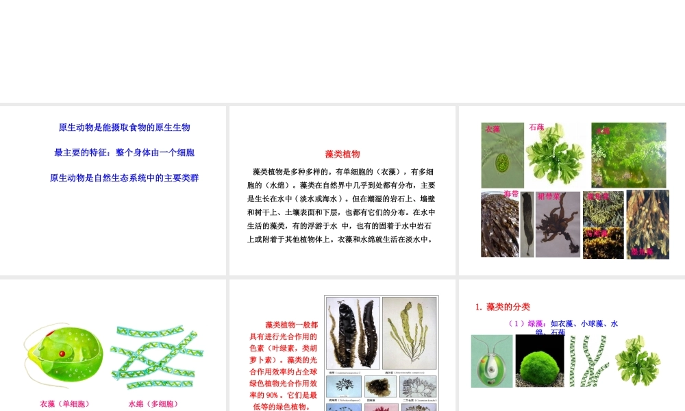 安徽省界首市崇文中学八年级生物下册 第22章 第2节 原生生物的主要类群课件 北师大版