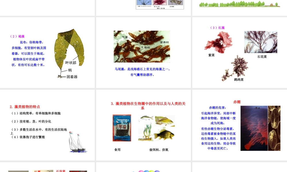 安徽省界首市崇文中学八年级生物下册 第22章 第2节 原生生物的主要类群课件 北师大版