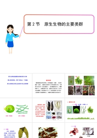 安徽省界首市崇文中学八年级生物下册 第22章 第2节 原生生物的主要类群课件 北师大版