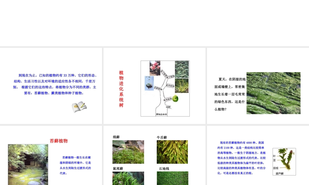 安徽省界首市崇文中学八年级生物下册 第22章 第3节 植物的主要类群课件 北师大版