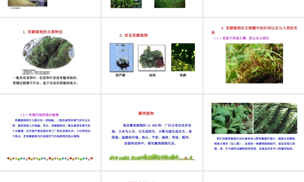 安徽省界首市崇文中学八年级生物下册 第22章 第3节 植物的主要类群课件 北师大版