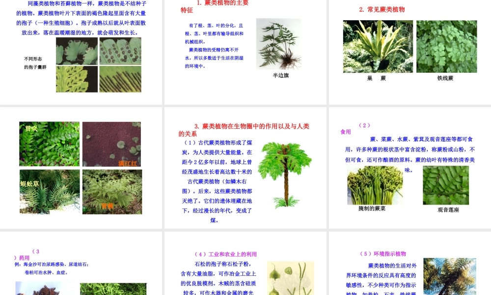 安徽省界首市崇文中学八年级生物下册 第22章 第3节 植物的主要类群课件 北师大版