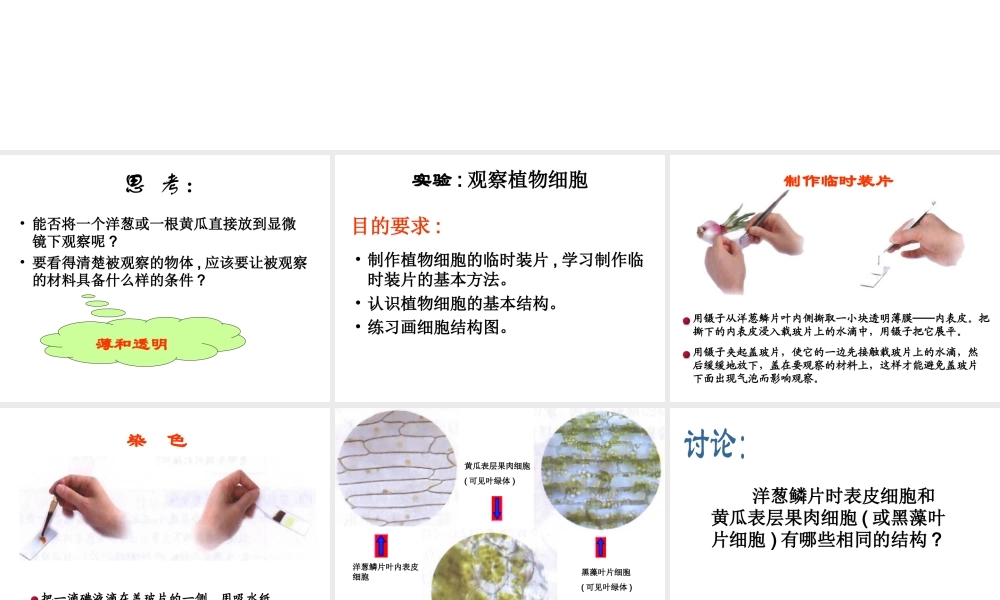 安徽省合肥市长丰县七年级生物上册 2.1.2 植物细胞课件4 （新版）新人教版-（新版）新人教版初中七年级上册生物课件