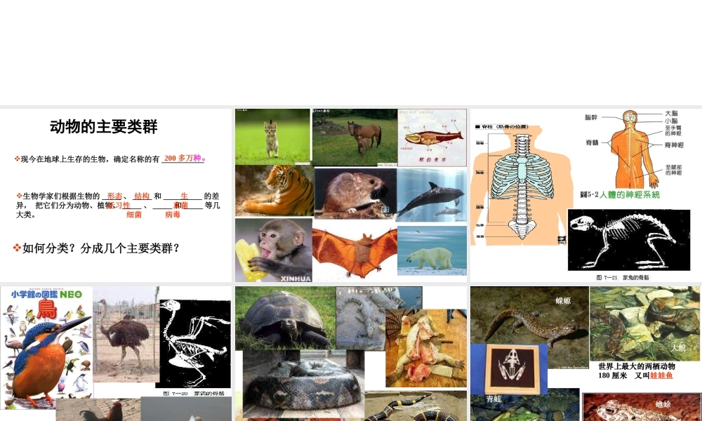 安徽省界首市崇文中学八年级生物下册 第22章 第4节 动物的主要类群课件 北师大版