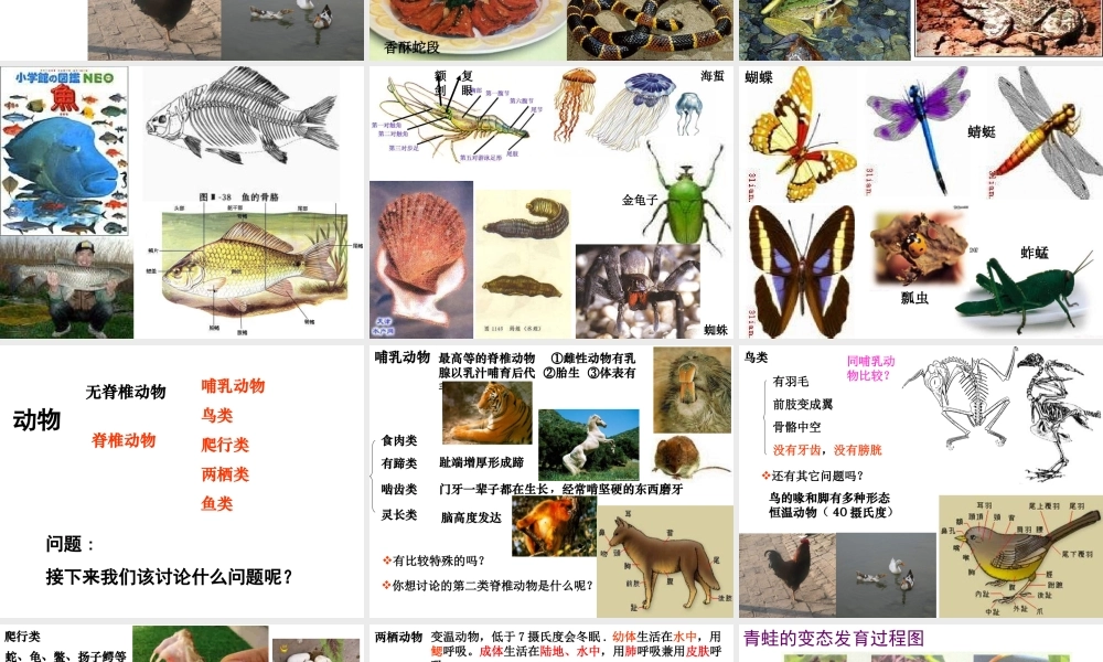 安徽省界首市崇文中学八年级生物下册 第22章 第4节 动物的主要类群课件 北师大版