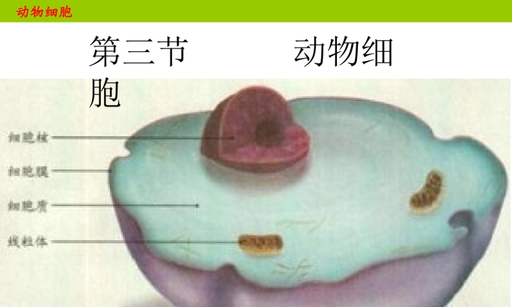 安徽省合肥市长丰县七年级生物上册 2.1.3 动物细胞课件1 （新版）新人教版-（新版）新人教版初中七年级上册生物课件