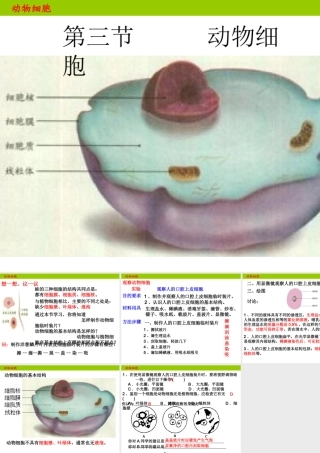 安徽省合肥市长丰县七年级生物上册 2.1.3 动物细胞课件1 （新版）新人教版-（新版）新人教版初中七年级上册生物课件
