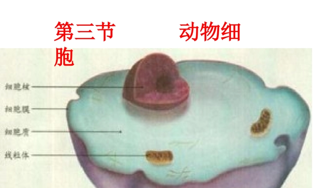 安徽省合肥市长丰县七年级生物上册 2.1.3 动物细胞课件2 （新版）新人教版-（新版）新人教版初中七年级上册生物课件