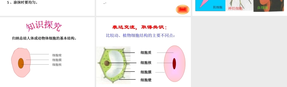 安徽省合肥市长丰县七年级生物上册 2.1.3 动物细胞课件3 （新版）新人教版-（新版）新人教版初中七年级上册生物课件