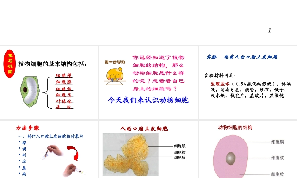 安徽省合肥市长丰县七年级生物上册 2.1.3 动物细胞课件4 （新版）新人教版-（新版）新人教版初中七年级上册生物课件