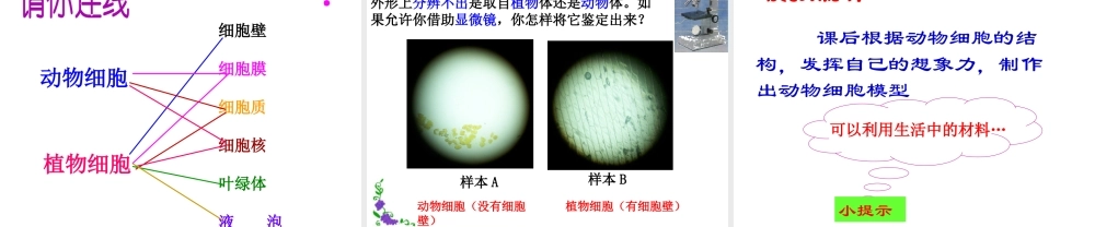安徽省合肥市长丰县七年级生物上册 2.1.3 动物细胞课件4 （新版）新人教版-（新版）新人教版初中七年级上册生物课件