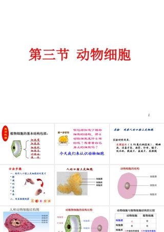 安徽省合肥市长丰县七年级生物上册 2.1.3 动物细胞课件4 （新版）新人教版-（新版）新人教版初中七年级上册生物课件