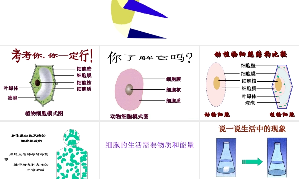 安徽省合肥市长丰县七年级生物上册 2.1.4《细胞的生活》课件1 （新版）新人教版-（新版）新人教版初中七年级上册生物课件