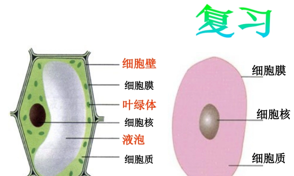 安徽省合肥市长丰县七年级生物上册 2.1.4《细胞的生活》课件4 （新版）新人教版-（新版）新人教版初中七年级上册生物课件