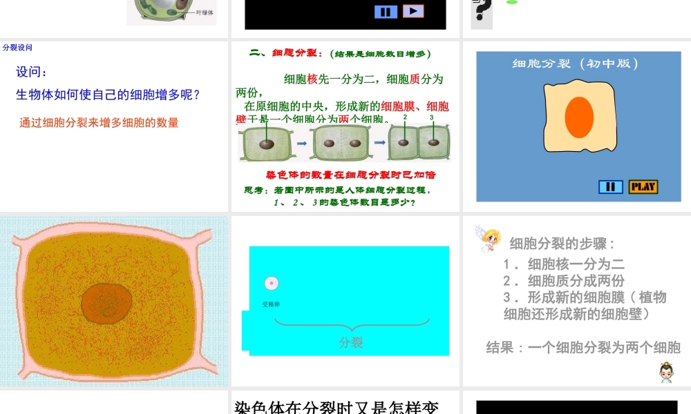 安徽省合肥市长丰县七年级生物上册 2.2.1《细胞通过分裂产生新细胞》课件4 （新版）新人教版-（新版）新人教版初中七年级上册生物课件
