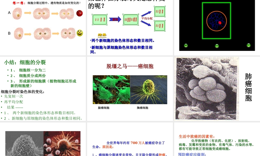 安徽省合肥市长丰县七年级生物上册 2.2.1《细胞通过分裂产生新细胞》课件4 （新版）新人教版-（新版）新人教版初中七年级上册生物课件