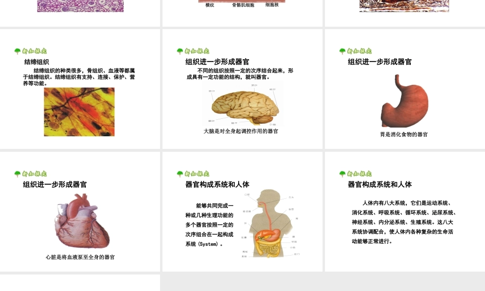 安徽省合肥市长丰县七年级生物上册 2.2.2《动物体的结构层次》课件1 （新版）新人教版-（新版）新人教版初中七年级上册生物课件