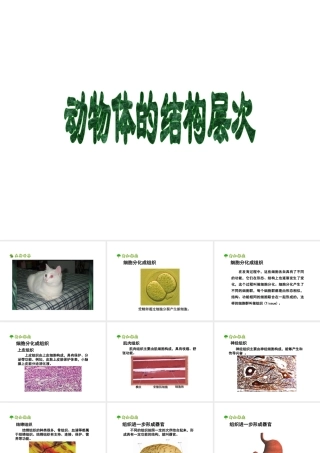 安徽省合肥市长丰县七年级生物上册 2.2.2《动物体的结构层次》课件1 （新版）新人教版-（新版）新人教版初中七年级上册生物课件