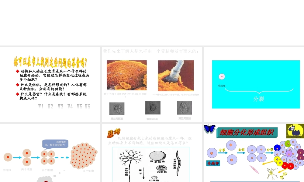 安徽省合肥市长丰县七年级生物上册 2.2.2《动物体的结构层次》课件2 （新版）新人教版-（新版）新人教版初中七年级上册生物课件