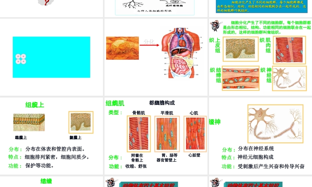 安徽省合肥市长丰县七年级生物上册 2.2.2《动物体的结构层次》课件2 （新版）新人教版-（新版）新人教版初中七年级上册生物课件