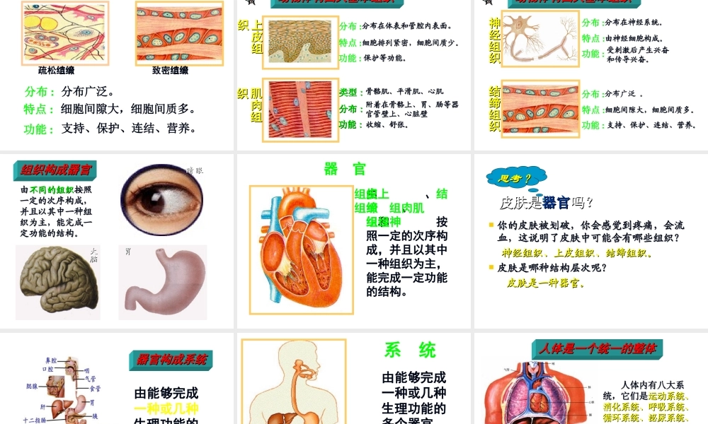 安徽省合肥市长丰县七年级生物上册 2.2.2《动物体的结构层次》课件2 （新版）新人教版-（新版）新人教版初中七年级上册生物课件