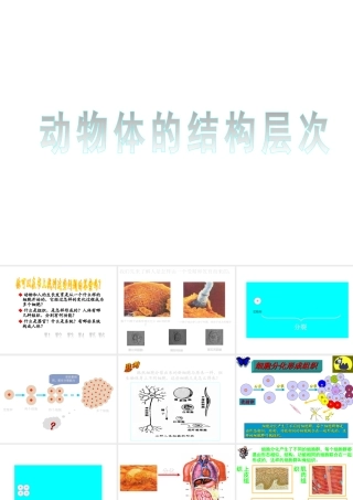 安徽省合肥市长丰县七年级生物上册 2.2.2《动物体的结构层次》课件2 （新版）新人教版-（新版）新人教版初中七年级上册生物课件