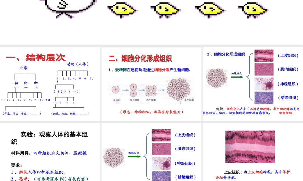 安徽省合肥市长丰县七年级生物上册 2.2.2《动物体的结构层次》课件3 （新版）新人教版-（新版）新人教版初中七年级上册生物课件