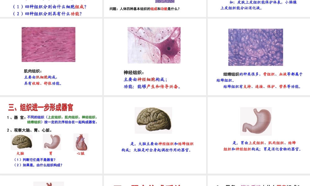 安徽省合肥市长丰县七年级生物上册 2.2.2《动物体的结构层次》课件3 （新版）新人教版-（新版）新人教版初中七年级上册生物课件
