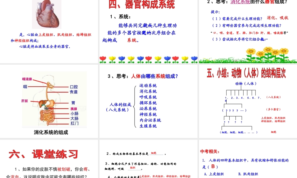 安徽省合肥市长丰县七年级生物上册 2.2.2《动物体的结构层次》课件3 （新版）新人教版-（新版）新人教版初中七年级上册生物课件