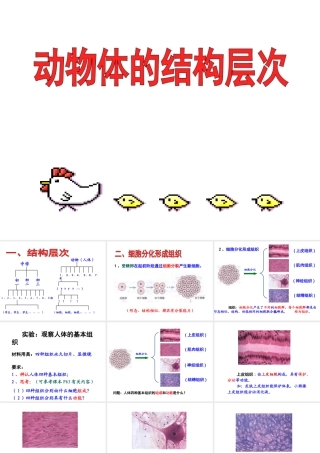 安徽省合肥市长丰县七年级生物上册 2.2.2《动物体的结构层次》课件3 （新版）新人教版-（新版）新人教版初中七年级上册生物课件