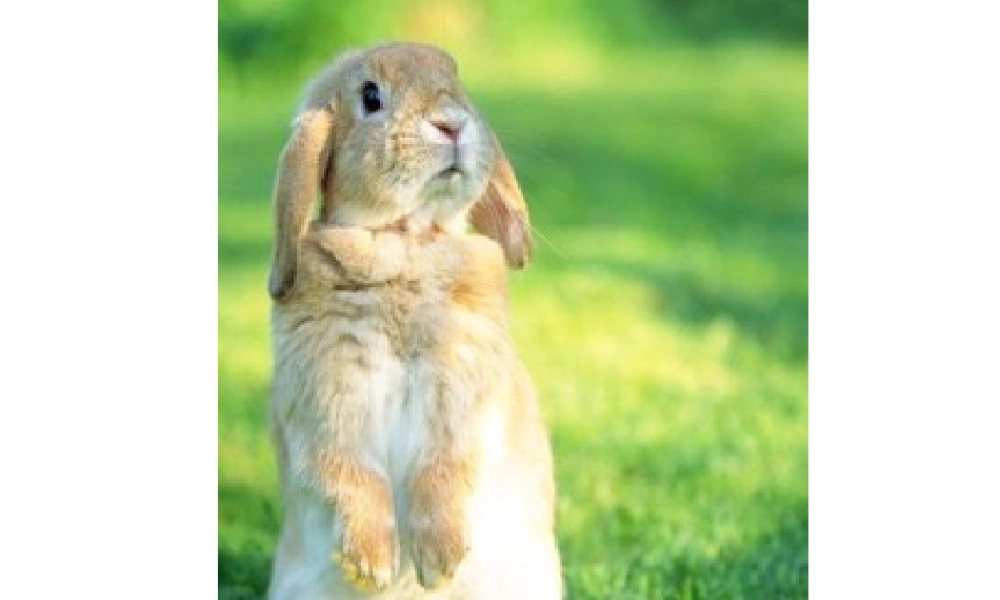 安徽省合肥市长丰县七年级生物上册 2.2.2《动物体的结构层次》课件4 （新版）新人教版-（新版）新人教版初中七年级上册生物课件