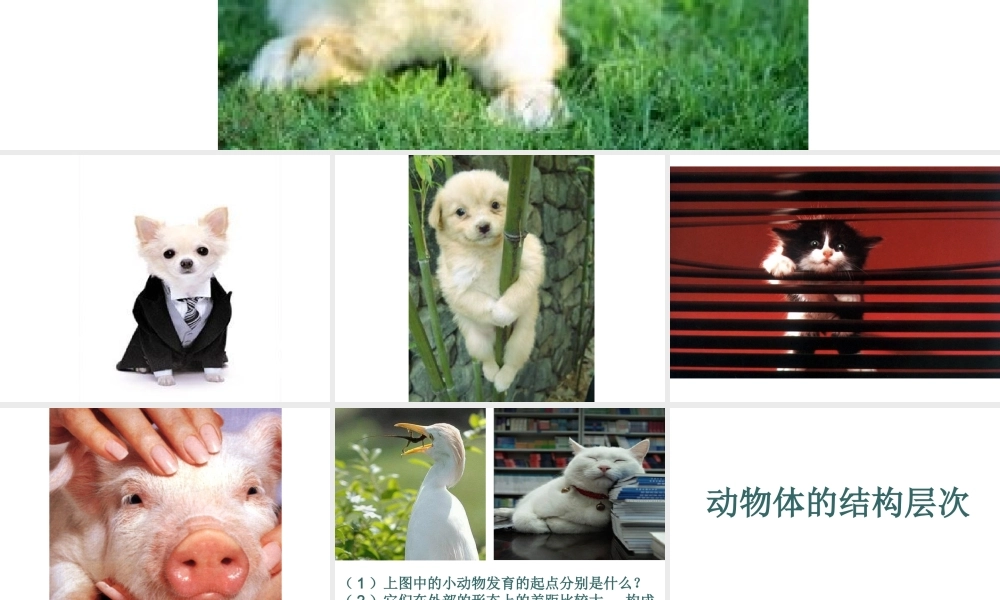 安徽省合肥市长丰县七年级生物上册 2.2.2《动物体的结构层次》课件4 （新版）新人教版-（新版）新人教版初中七年级上册生物课件