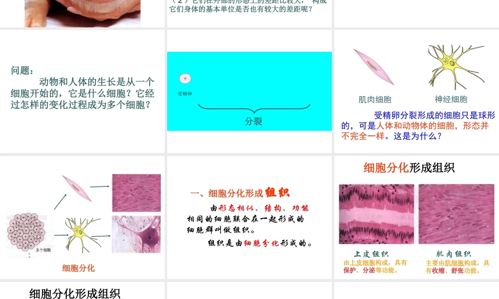 安徽省合肥市长丰县七年级生物上册 2.2.2《动物体的结构层次》课件4 （新版）新人教版-（新版）新人教版初中七年级上册生物课件
