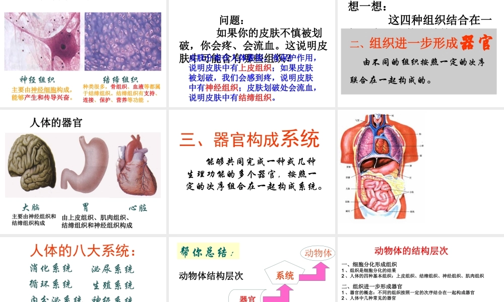 安徽省合肥市长丰县七年级生物上册 2.2.2《动物体的结构层次》课件4 （新版）新人教版-（新版）新人教版初中七年级上册生物课件