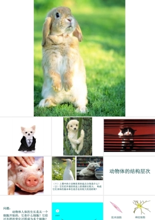 安徽省合肥市长丰县七年级生物上册 2.2.2《动物体的结构层次》课件4 （新版）新人教版-（新版）新人教版初中七年级上册生物课件