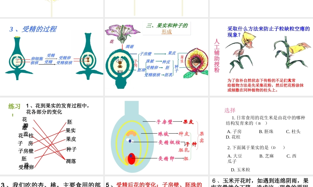 安徽省聊城定远中学七年级生物上册《开花与结果》课件