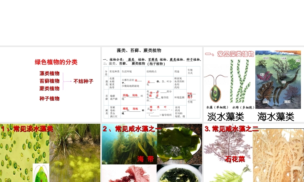 安徽省合肥市长丰县七年级生物上册 3.1.1《藻类、苔藓和蕨类植物》课件1 （新版）新人教版-（新版）新人教版初中七年级上册生物课件