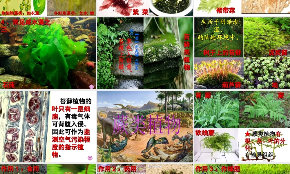 安徽省合肥市长丰县七年级生物上册 3.1.1《藻类、苔藓和蕨类植物》课件1 （新版）新人教版-（新版）新人教版初中七年级上册生物课件