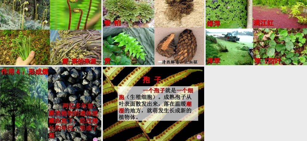 安徽省合肥市长丰县七年级生物上册 3.1.1《藻类、苔藓和蕨类植物》课件1 （新版）新人教版-（新版）新人教版初中七年级上册生物课件