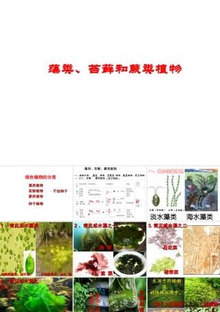 安徽省合肥市长丰县七年级生物上册 3.1.1《藻类、苔藓和蕨类植物》课件1 （新版）新人教版-（新版）新人教版初中七年级上册生物课件
