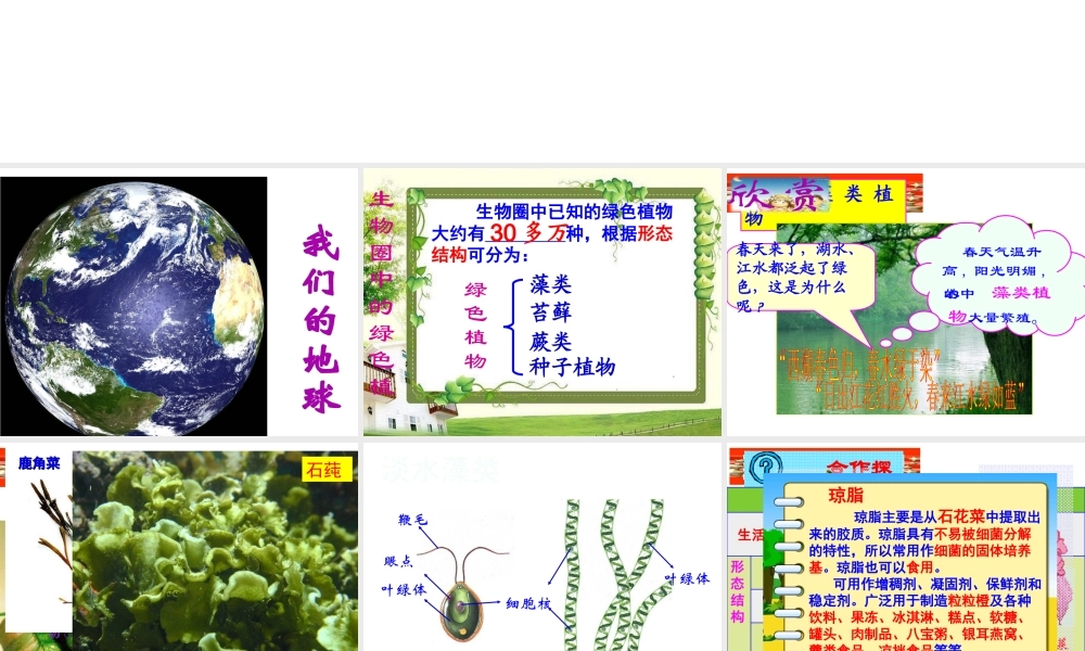 安徽省合肥市长丰县七年级生物上册 3.1.1《藻类、苔藓和蕨类植物》课件2 （新版）新人教版-（新版）新人教版初中七年级上册生物课件