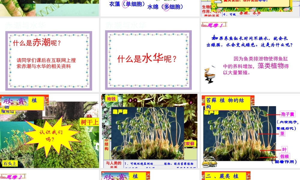 安徽省合肥市长丰县七年级生物上册 3.1.1《藻类、苔藓和蕨类植物》课件2 （新版）新人教版-（新版）新人教版初中七年级上册生物课件