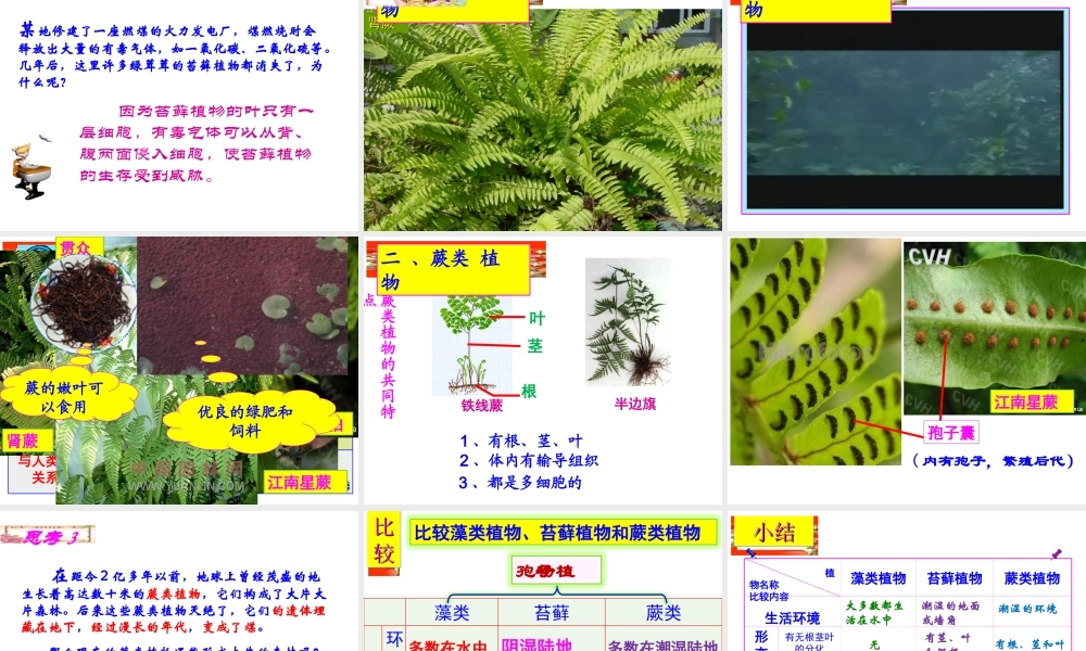 安徽省合肥市长丰县七年级生物上册 3.1.1《藻类、苔藓和蕨类植物》课件2 （新版）新人教版-（新版）新人教版初中七年级上册生物课件