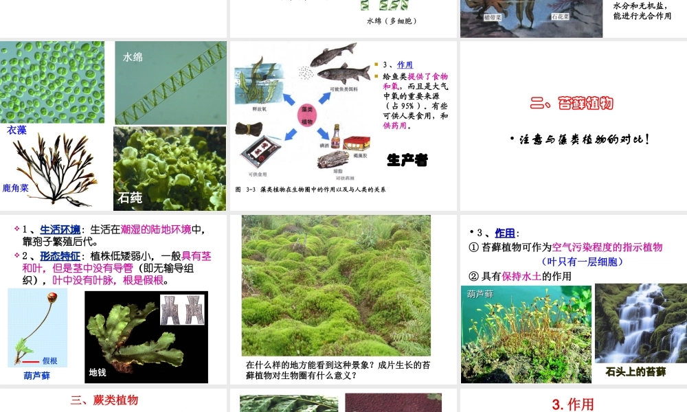 安徽省合肥市长丰县七年级生物上册 3.1.1《藻类、苔藓和蕨类植物》课件3 （新版）新人教版-（新版）新人教版初中七年级上册生物课件