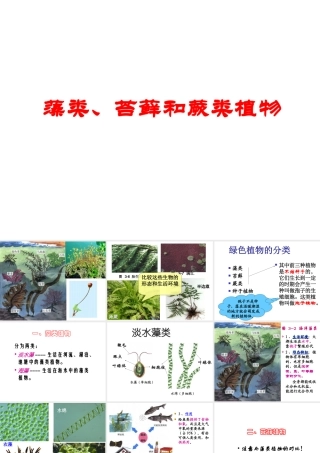 安徽省合肥市长丰县七年级生物上册 3.1.1《藻类、苔藓和蕨类植物》课件3 （新版）新人教版-（新版）新人教版初中七年级上册生物课件