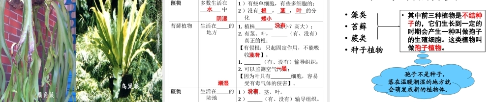 安徽省合肥市长丰县七年级生物上册 3.1.1《藻类、苔藓和蕨类植物》课件4 （新版）新人教版-（新版）新人教版初中七年级上册生物课件